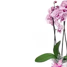 fiorista fiori di Firenze- Pianta di orchidea Phalaenopsis rosa Bouquet floreale