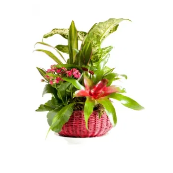 Italia Florarie online - Compoziția plantelor verzi și cu flori Buchet