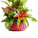 Vignone flowers  -  Composition of Green and Flowering Plants Flower Bouquet/Arrangement