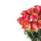 Italy flowers  -  Composition of 15 Orange Roses Flower Bouquet/Arrangement