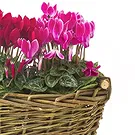Mira flowers  -  Composition of Cyclamen Seedlings in Baskets Flower Bouquet/Arrangement