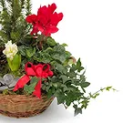 Vignone flowers  -  Basket of Christmas Plants Flower Bouquet/Arrangement