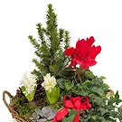 Vignone flowers  -  Basket of Christmas Plants Flower Bouquet/Arrangement
