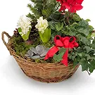 Vignone flowers  -  Basket of Christmas Plants Flower Bouquet/Arrangement