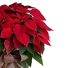 Vignone flowers  -  Big Poinsettia in Basket Flower Bouquet/Arrangement