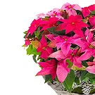 Italy flowers  -  Pretty Pink Poinsettias Basket Flower Bouquet/Arrangement