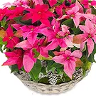 Italy flowers  -  Pretty Pink Poinsettias Basket Flower Bouquet/Arrangement