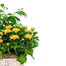 Italy flowers  -  Flowering Plants for Birthday Flower Bouquet/Arrangement