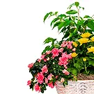 Italy flowers  -  Flowering Plants for Birthday Flower Bouquet/Arrangement