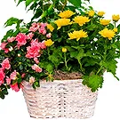 Italy flowers  -  Flowering Plants for Birthday Flower Bouquet/Arrangement