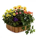 Vignone flowers  -  Basket of Seasonal Flowering Plants Flower Bouquet/Arrangement