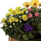 Vignone flowers  -  Basket of Seasonal Flowering Plants Flower Bouquet/Arrangement