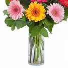 Italy flowers  -  Vase Composition with Colored Gerberas Flower Bouquet/Arrangement
