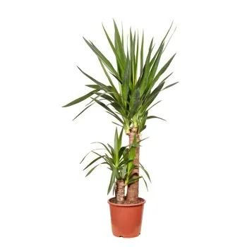 Italien blomster- Dracaena plante Blomst Levering