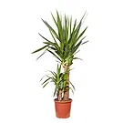 Vignone flowers  -  Dracaena Plant Flower Bouquet/Arrangement