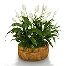 Mira flowers  -  Spathiphyllum Basket Flower Bouquet/Arrangement