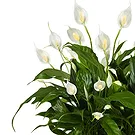 Mira flowers  -  Spathiphyllum Basket Flower Bouquet/Arrangement