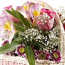 Florence kvety- Košík ruží a alstroemeria Aranžovanie kytice