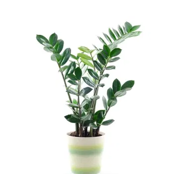 Italien blomster- Zamioculcas Blomst Levering