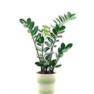 Vignone flowers  -  Zamioculcas Flower Bouquet/Arrangement