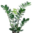 Vignone flowers  -  Zamioculcas Flower Bouquet/Arrangement