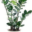 Vignone flowers  -  Zamioculcas Flower Bouquet/Arrangement