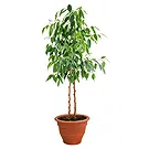 fleuriste fleurs de Castelguidone- Plante Ficus Benjamin Bouquet/Arrangement floral