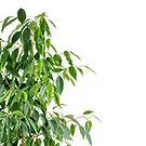 fleuriste fleurs de Castelguidone- Plante Ficus Benjamin Bouquet/Arrangement floral