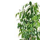 fleuriste fleurs de Castelguidone- Plante Ficus Benjamin Bouquet/Arrangement floral