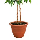fleuriste fleurs de Castelguidone- Plante Ficus Benjamin Bouquet/Arrangement floral