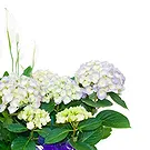 Vignone flowers  -  Basket of Plants for Wedding Flower Bouquet/Arrangement