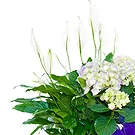 Vignone flowers  -  Basket of Plants for Wedding Flower Bouquet/Arrangement
