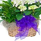 Vignone flowers  -  Basket of Plants for Wedding Flower Bouquet/Arrangement
