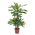 Vignone flowers  -  Trunk of Happiness  Flower Bouquet/Arrangement
