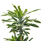 Vignone flowers  -  Trunk of Happiness  Flower Bouquet/Arrangement