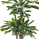 Vignone flowers  -  Trunk of Happiness  Flower Bouquet/Arrangement