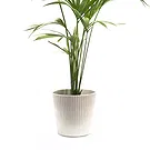 Vignone flowers  -  Kentia Plant Flower Bouquet/Arrangement