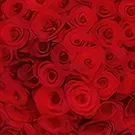 Amsterdam-Zuidoost flowers  -  100 red roses via the Florist Flower Bouquet/Arrangement