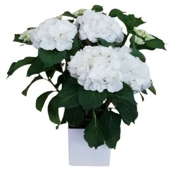 アルガルビア 花- 白一色