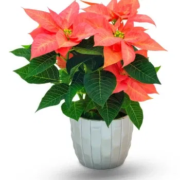 Angola online Florist - Pink Poinsettia Bouquet