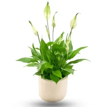 Egypt online Florist - Spatiphyllum plant Bouquet