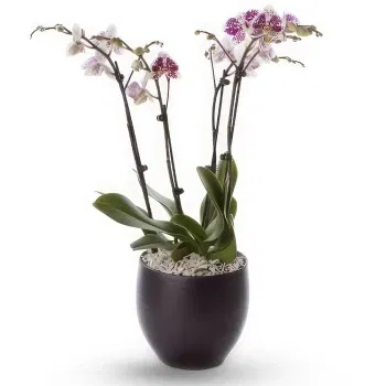 fleuriste fleurs de Dimos Tripolis- Plantes Phalaenopsis Fleur Livraison