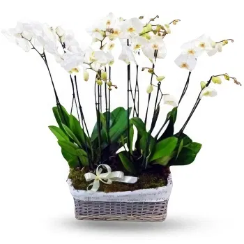 fleuriste fleurs de Dimos Tripolis- Arrangement d'orchidées blanches Fleur Livraison