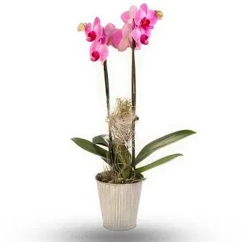 Muntenegru flori- Phalaenopsis Floare Livrare