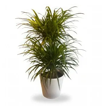 Belgium-virágok- Elegáns Dracaena Virág Szállítás