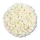 Maastricht Blumen Florist- 50 Premium-Weißrosen | Züchter Bouquet/Blumenschmuck