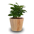 Ipsach Blumen Florist- Arabischer Kaffee Bouquet/Blumenschmuck