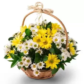 Altos kwiaty- Dwukolorowy kosz stokrotki Kwiat Dostawy