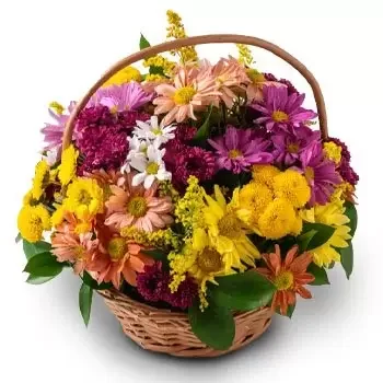 fleuriste fleurs de Acrelandia- Panier de marguerites colorées Fleur Livraison