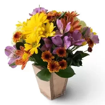 Alpercata kwiaty- Układ małych kwiatów polowych Kwiat Dostawy